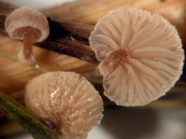 Melanotus phillipsii, Seggen-Muschelfüßchen